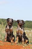 BEAUCERON - PUPPIES 068